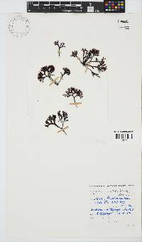 Sarcothalia scutellata image