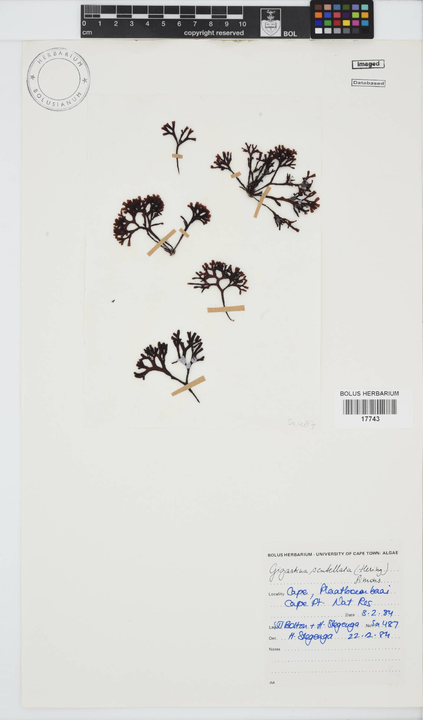Sarcothalia scutellata image