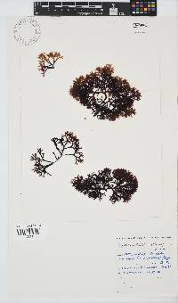 Sarcothalia scutellata image