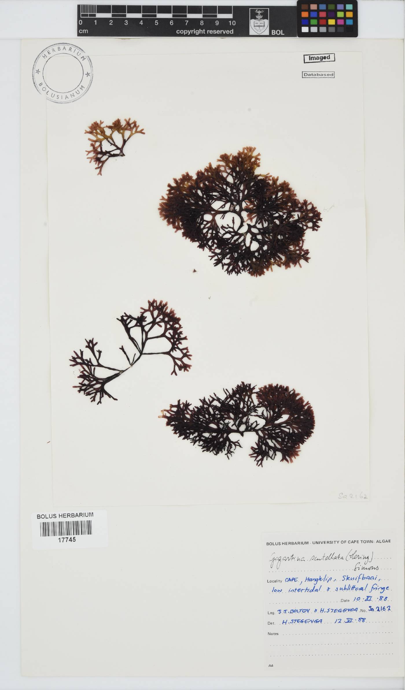 Sarcothalia scutellata image