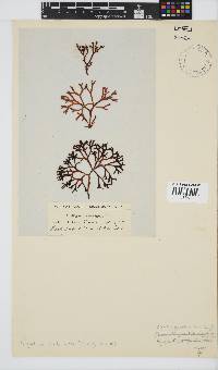 Sarcothalia scutellata image