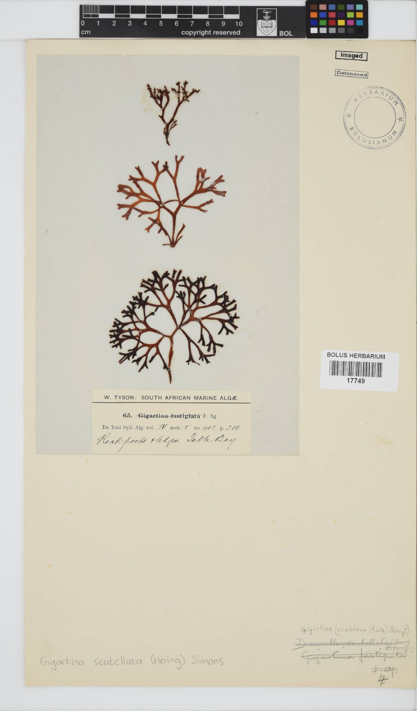 Sarcothalia scutellata image