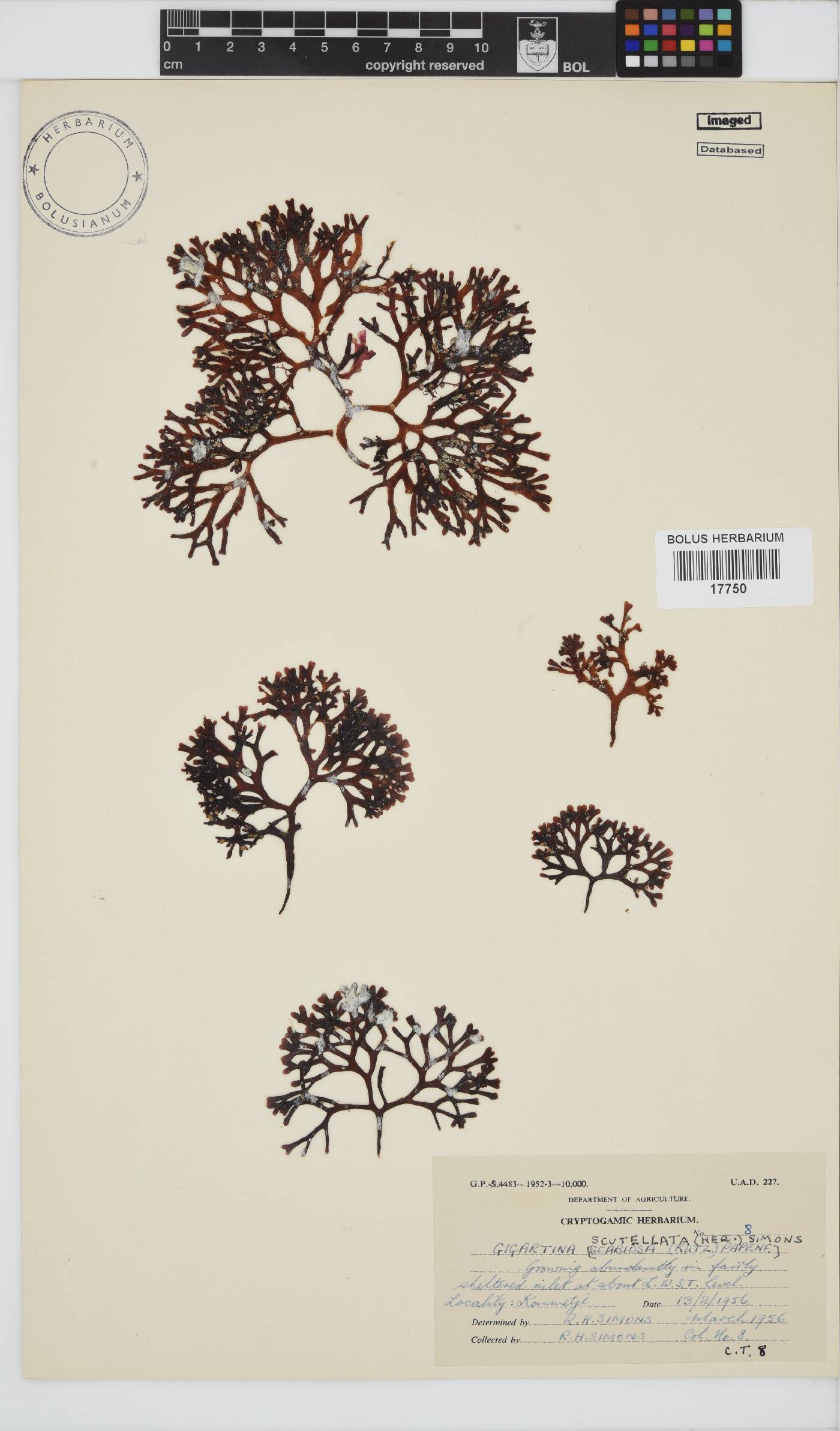 Sarcothalia scutellata image