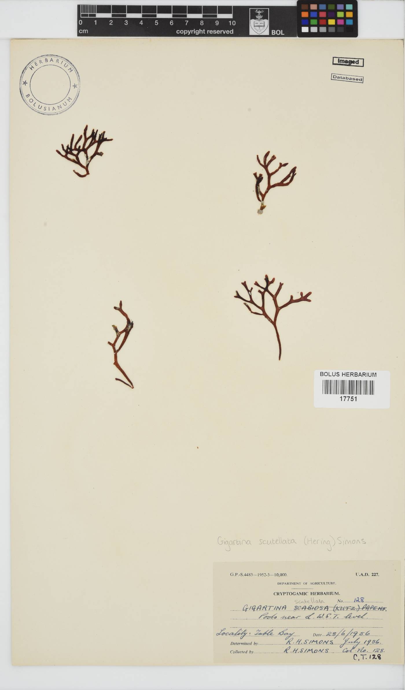 Sarcothalia scutellata image