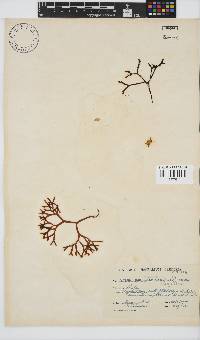 Sarcothalia scutellata image