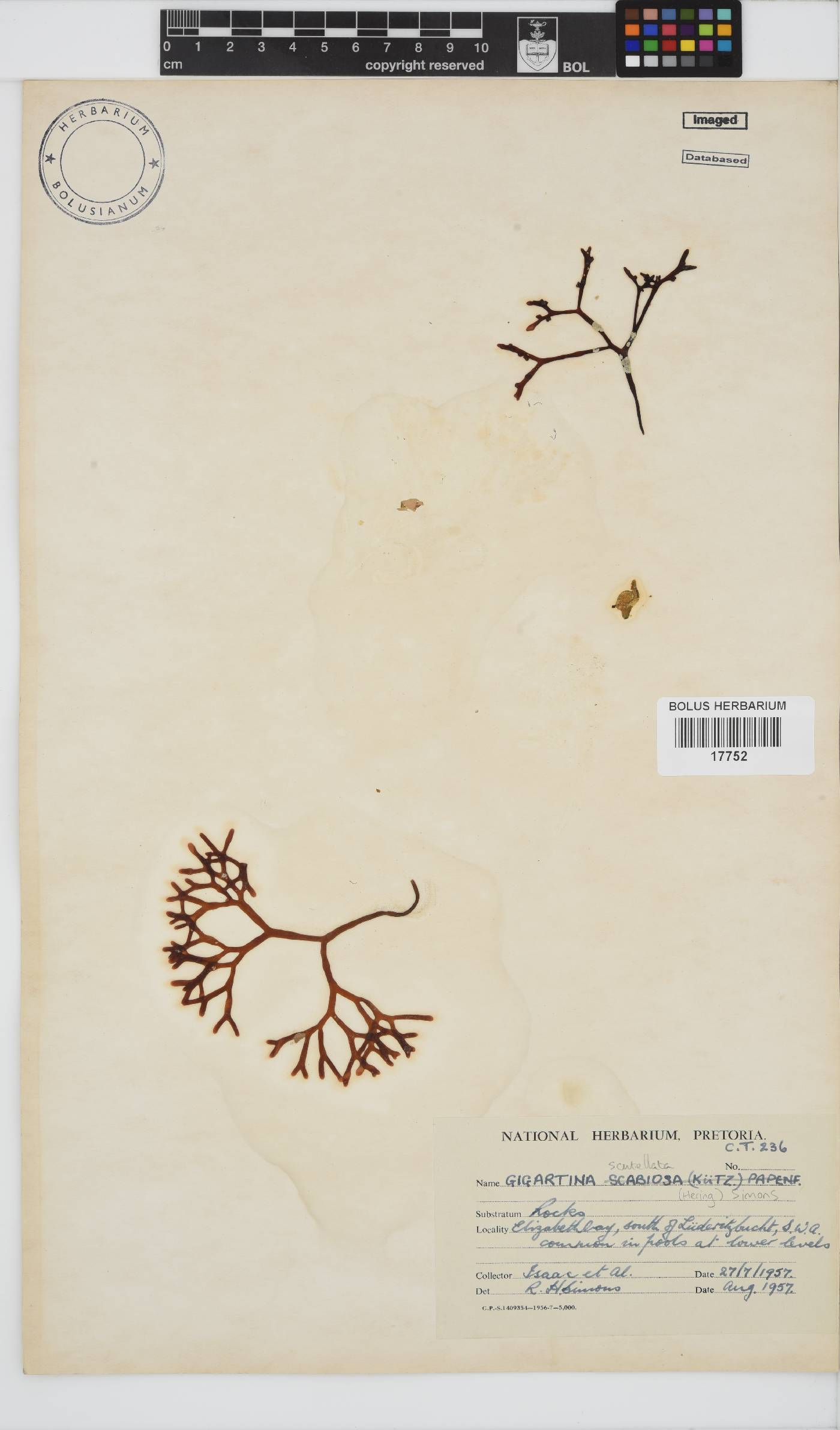 Sarcothalia scutellata image