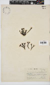 Sarcothalia scutellata image