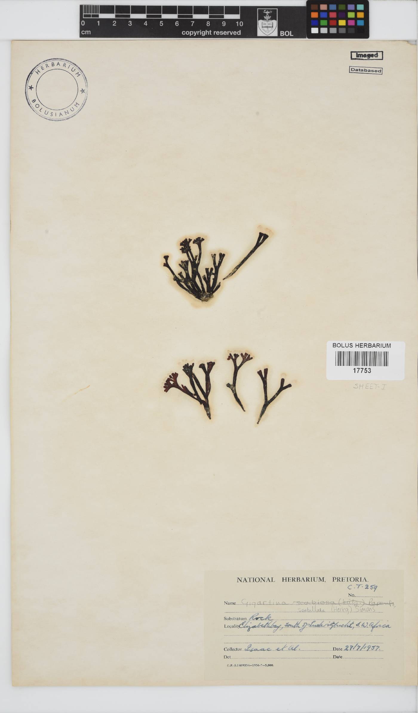 Sarcothalia scutellata image
