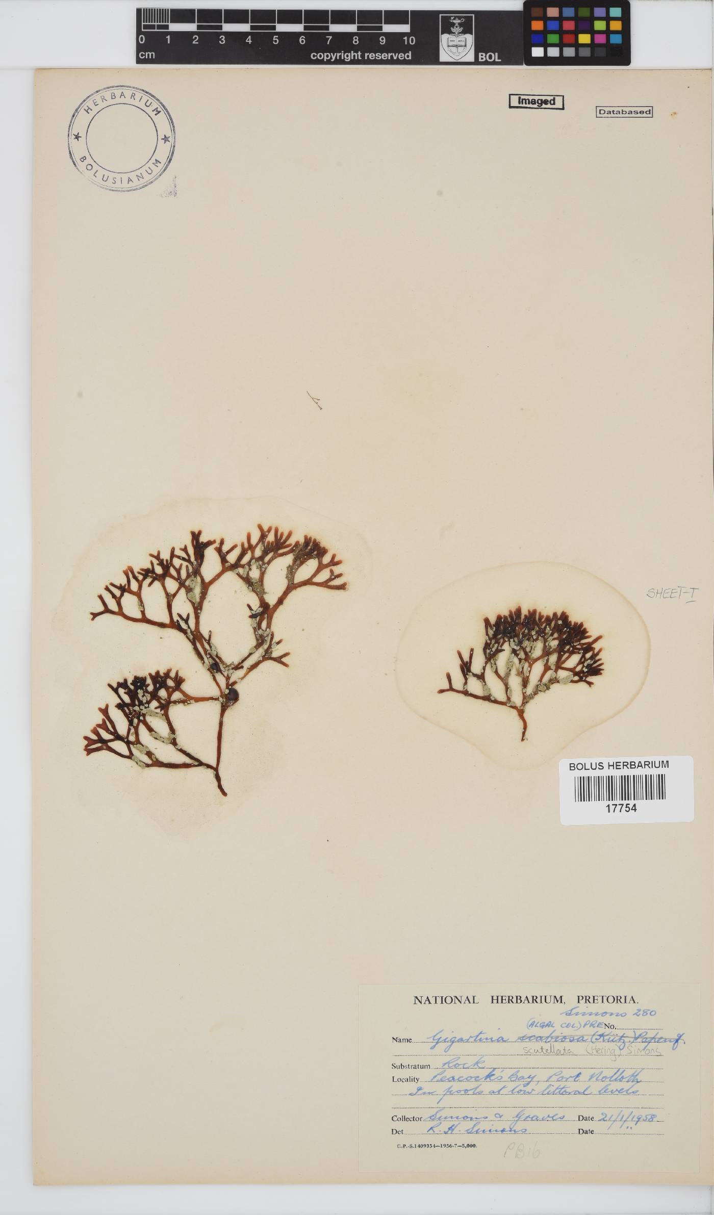 Sarcothalia scutellata image