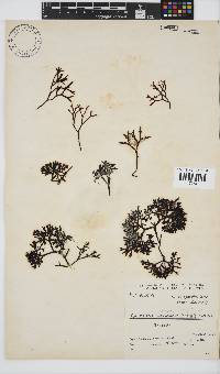 Sarcothalia scutellata image