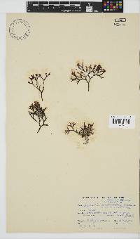 Sarcothalia scutellata image