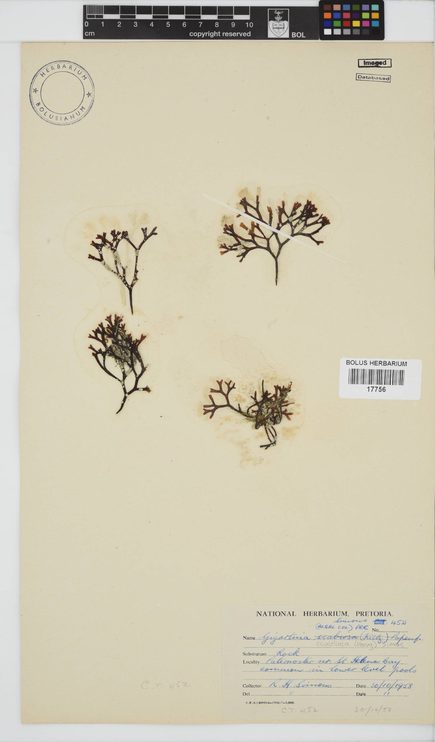Sarcothalia scutellata image