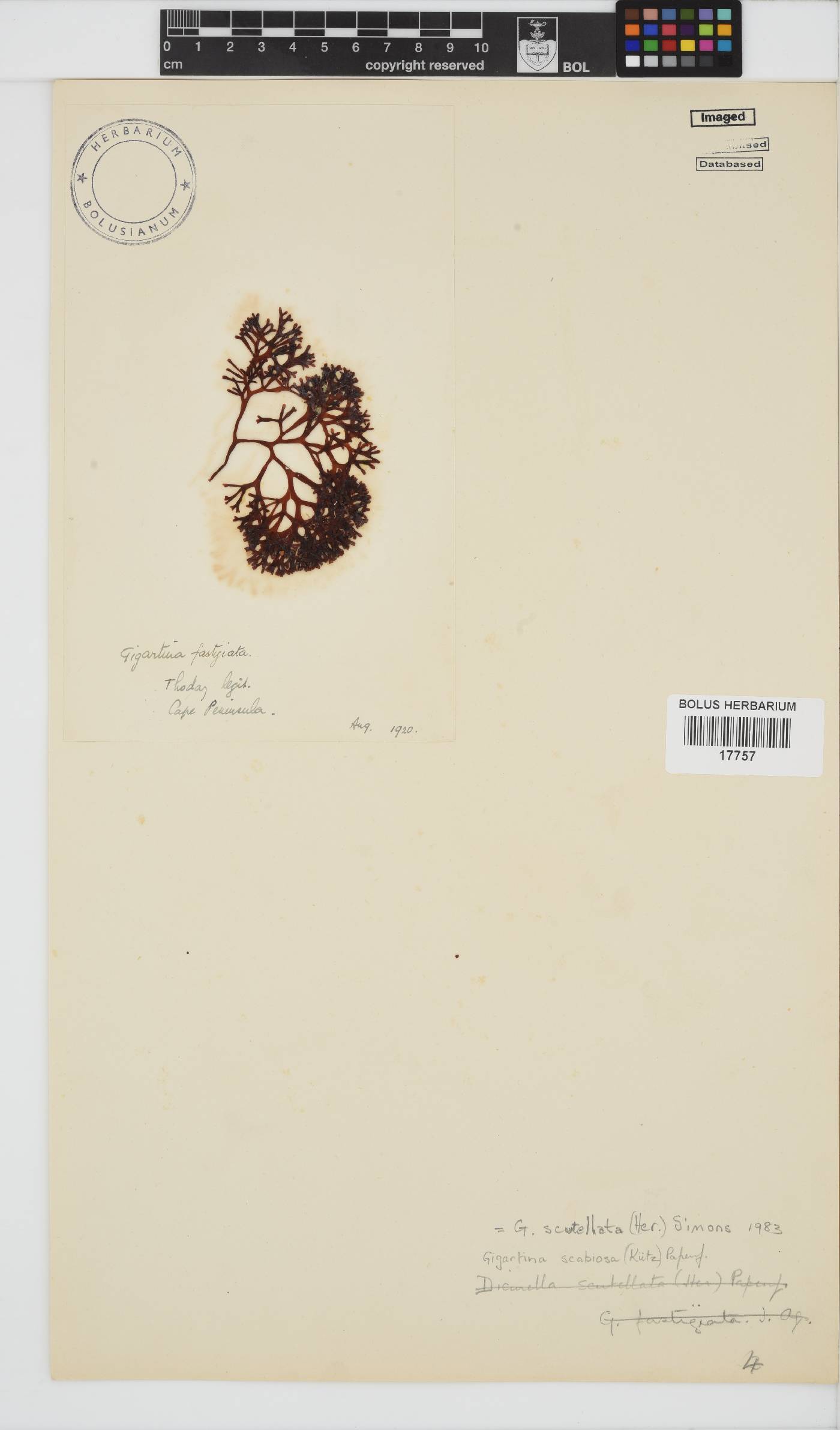 Sarcothalia scutellata image