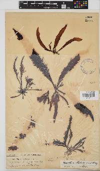 Sarcothalia stiriata image