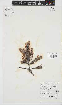 Sarcothalia stiriata image