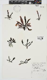 Sarcothalia stiriata image