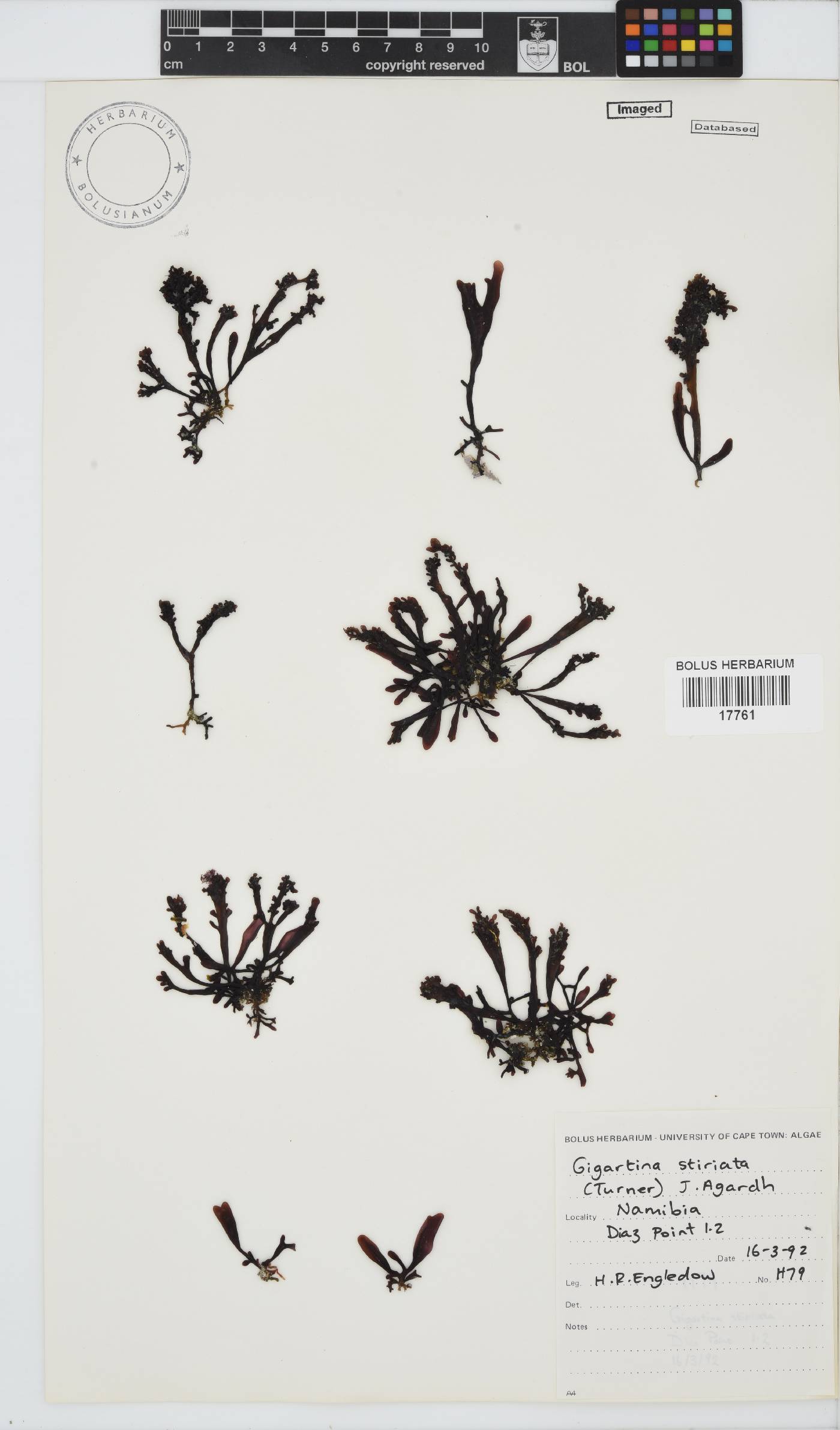 Sarcothalia stiriata image