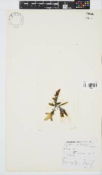 Sarcothalia stiriata image