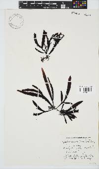 Sarcothalia stiriata image