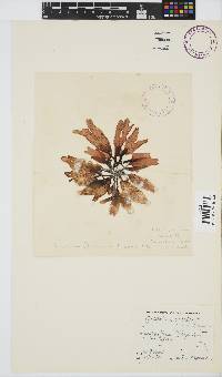 Sarcothalia stiriata image