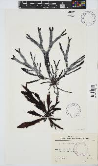 Sarcothalia stiriata image