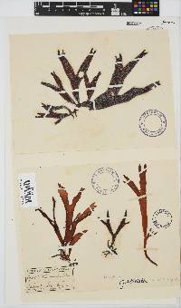 Sarcothalia stiriata image