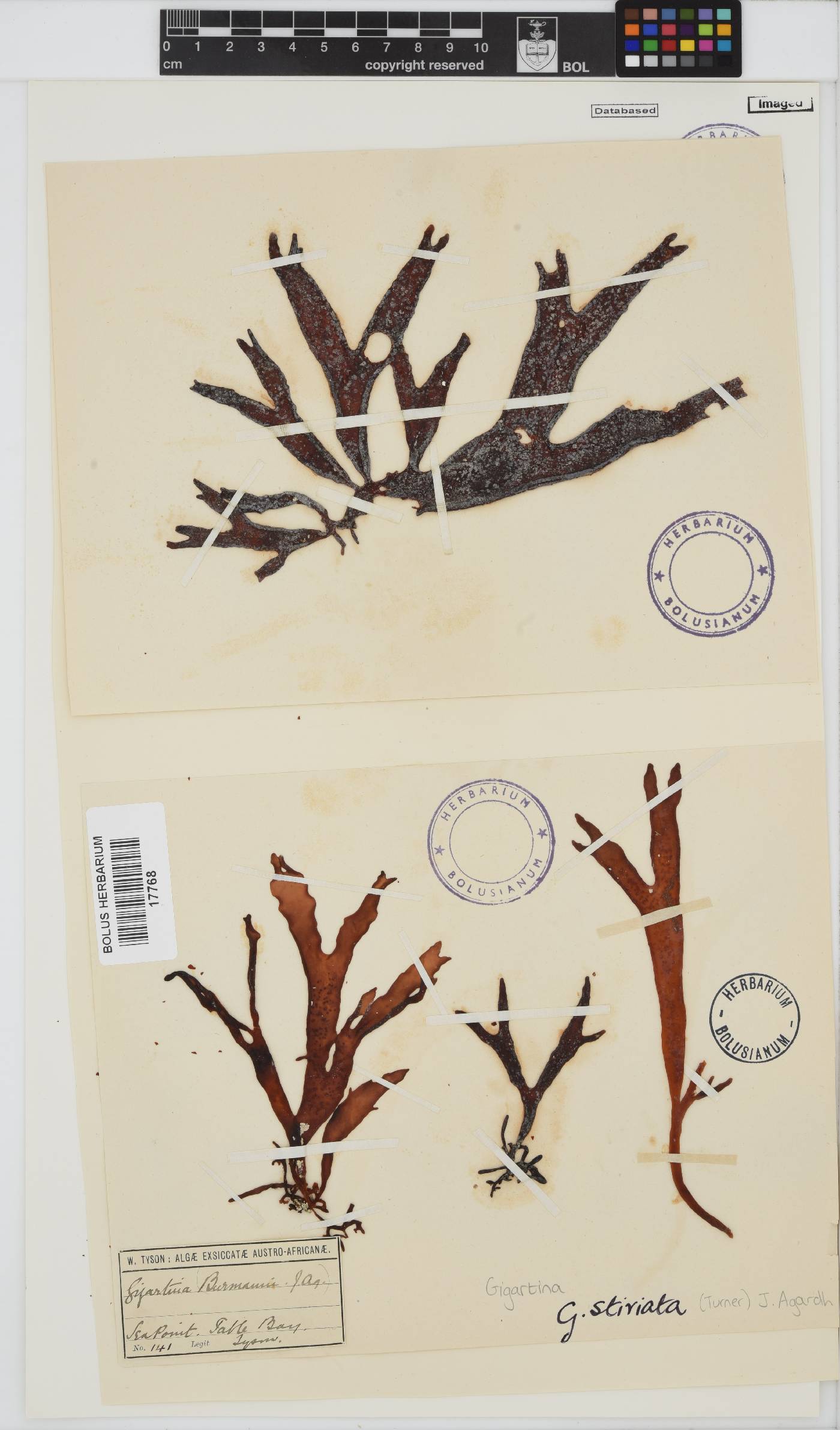 Sarcothalia image