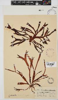 Sarcothalia stiriata image