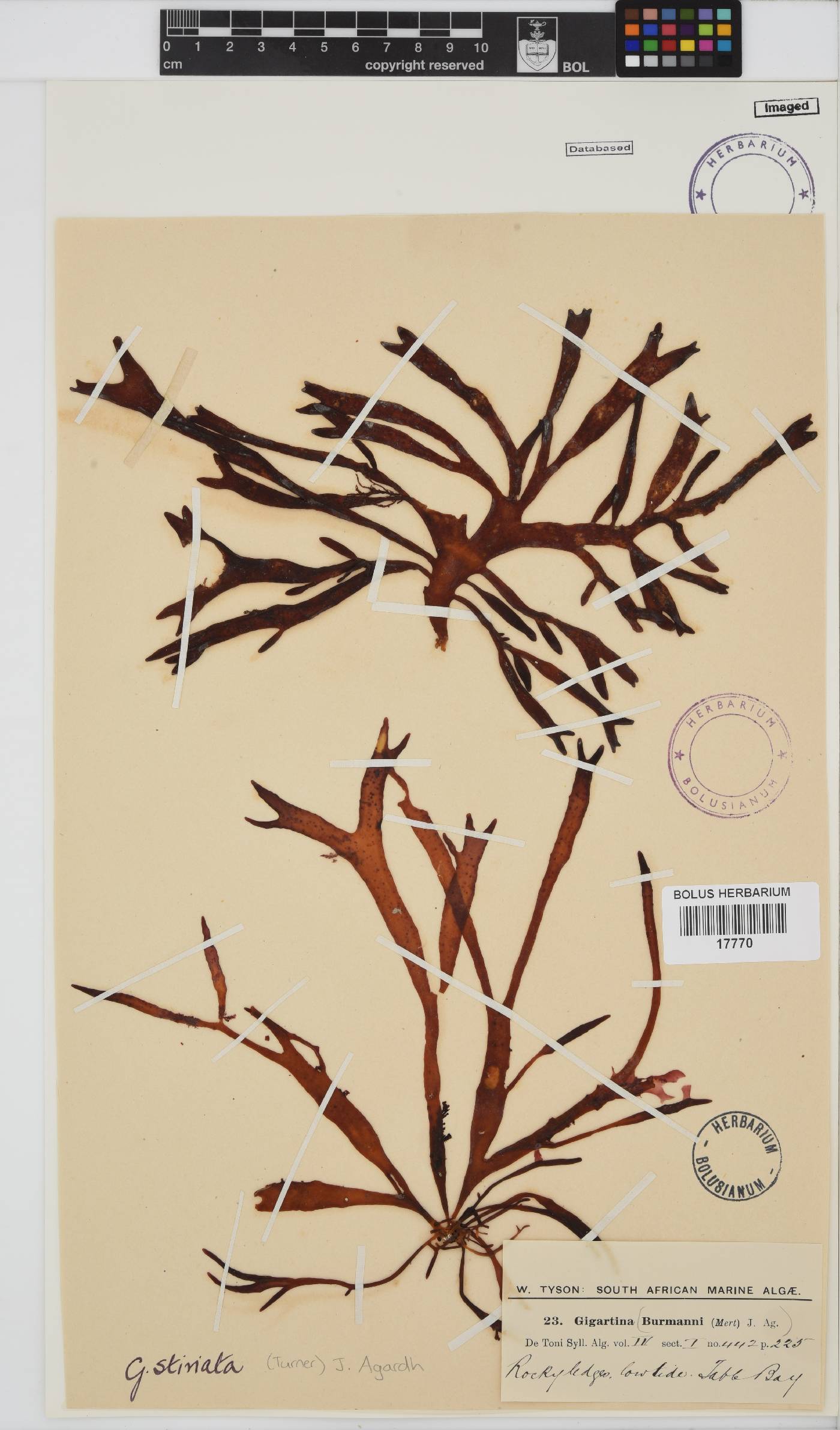 Sarcothalia stiriata image