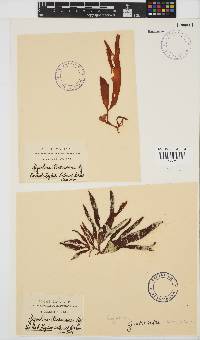 Sarcothalia stiriata image