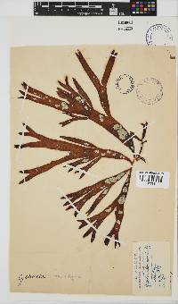 Sarcothalia stiriata image