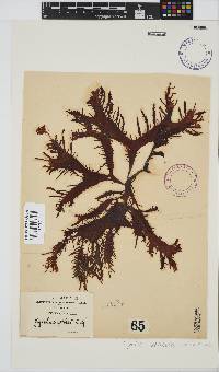 Sarcothalia stiriata image