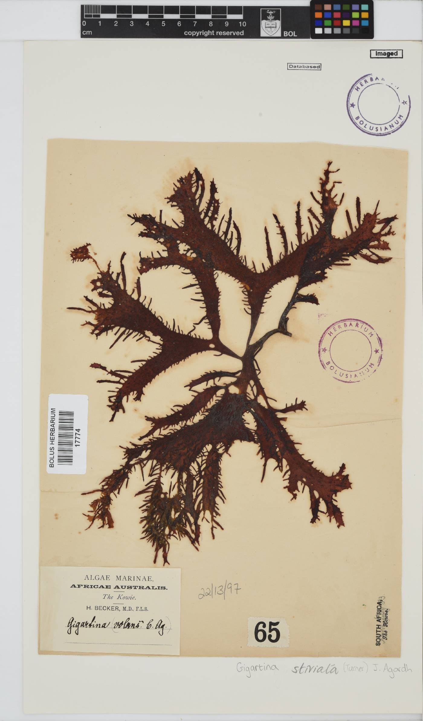 Sarcothalia stiriata image