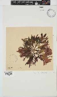 Sarcothalia stiriata image