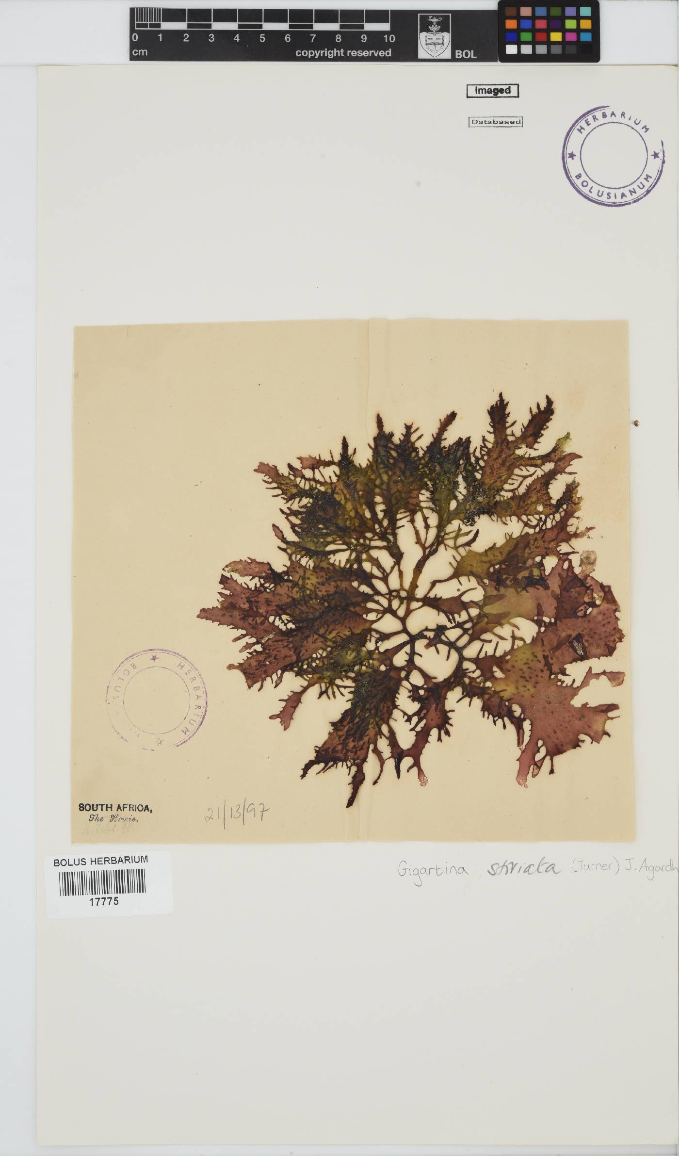 Sarcothalia stiriata image