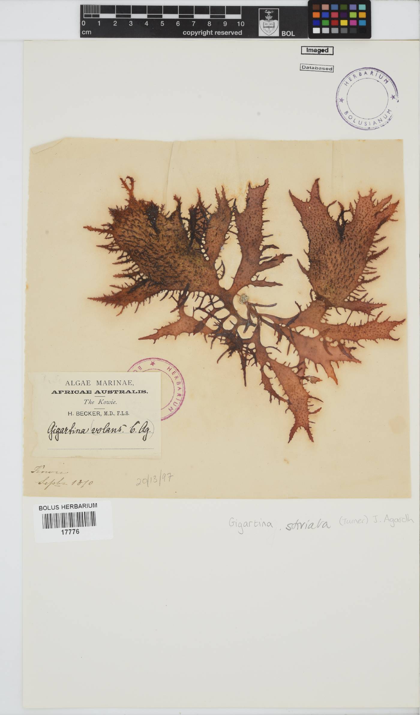 Sarcothalia stiriata image