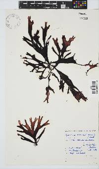 Sarcothalia stiriata image