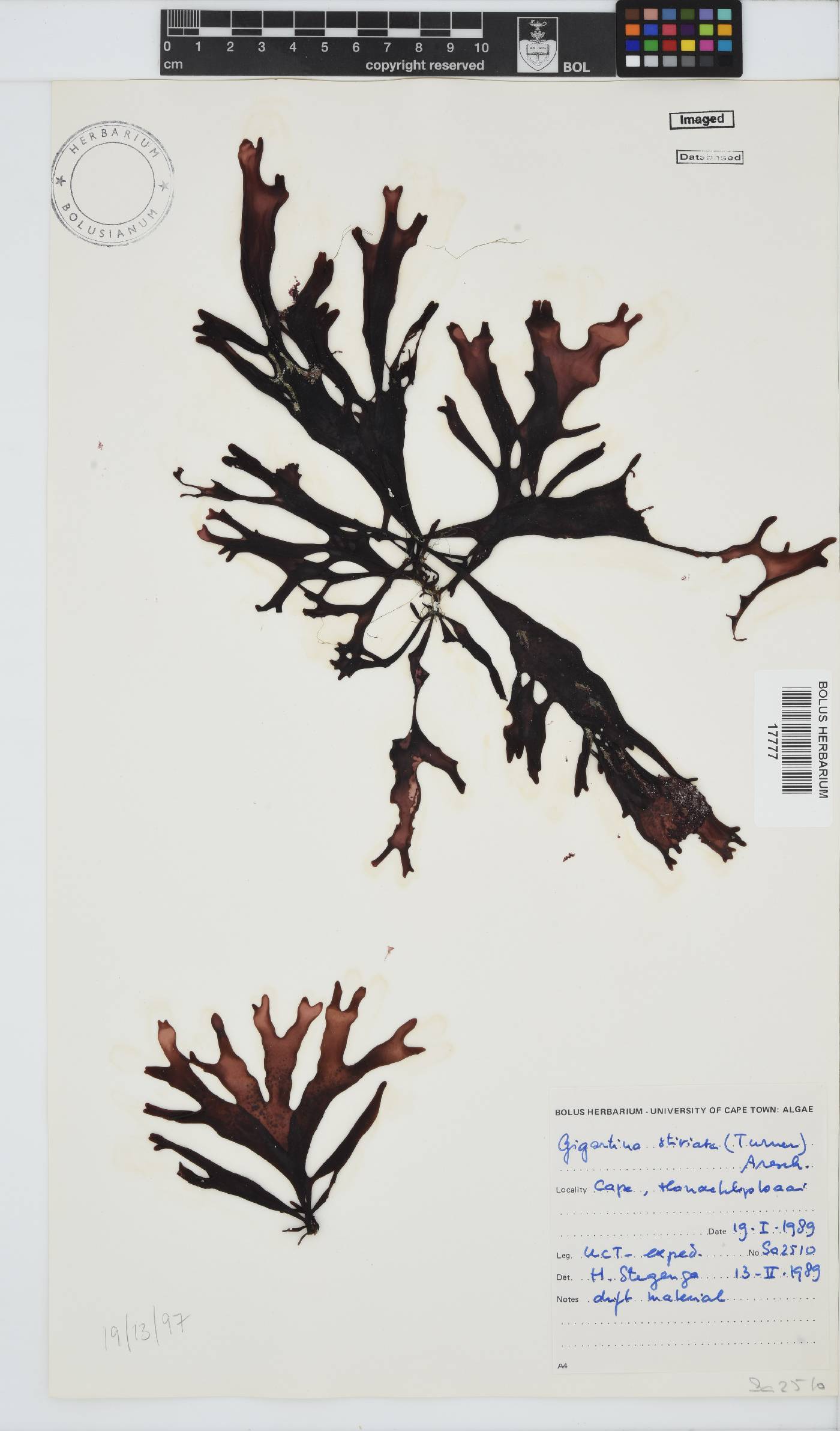 Sarcothalia stiriata image