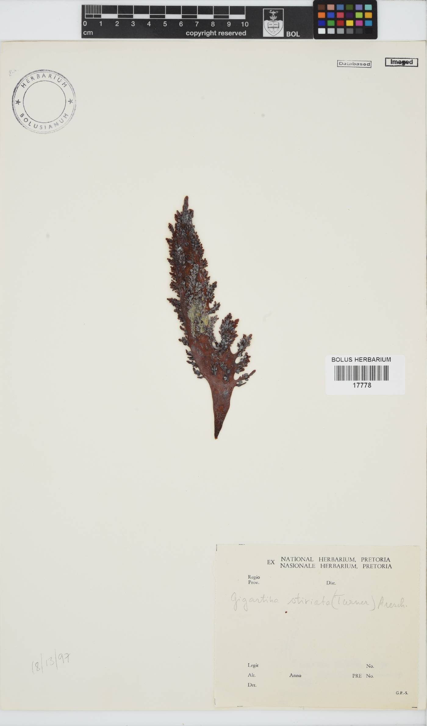 Sarcothalia stiriata image