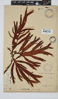 Sarcothalia stiriata image