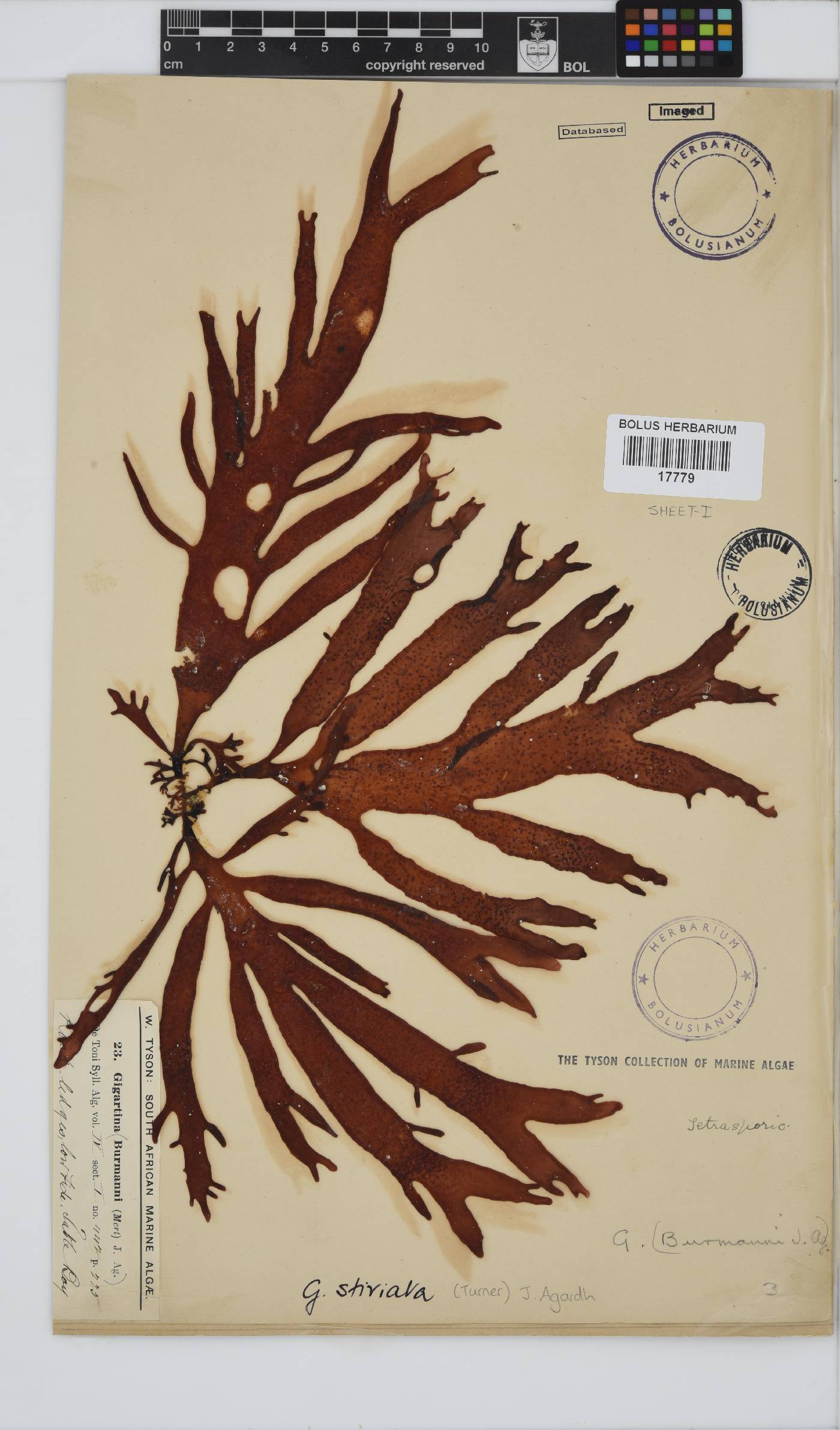 Sarcothalia stiriata image
