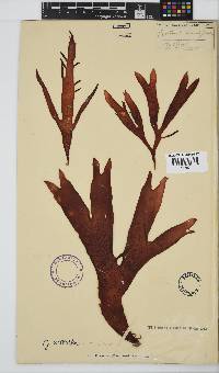 Sarcothalia stiriata image