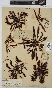 Sarcothalia stiriata image