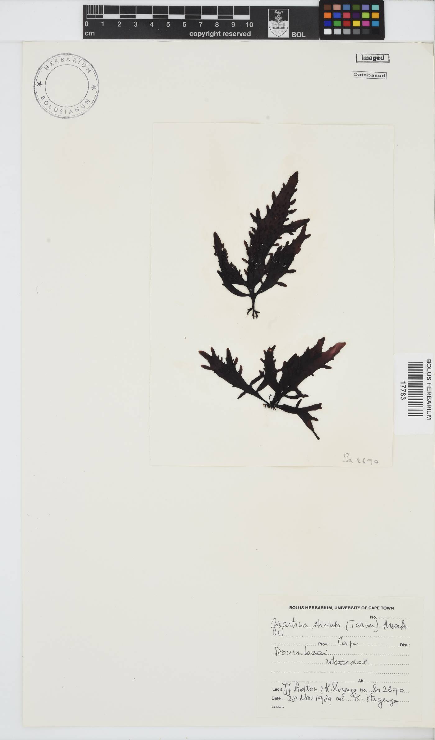 Sarcothalia stiriata image