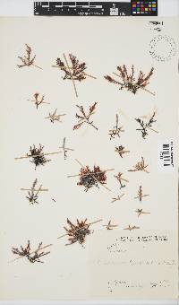 Sarcothalia stiriata image