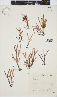 Sarcothalia stiriata image