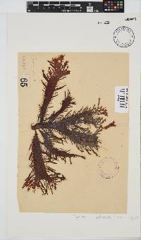 Sarcothalia stiriata image