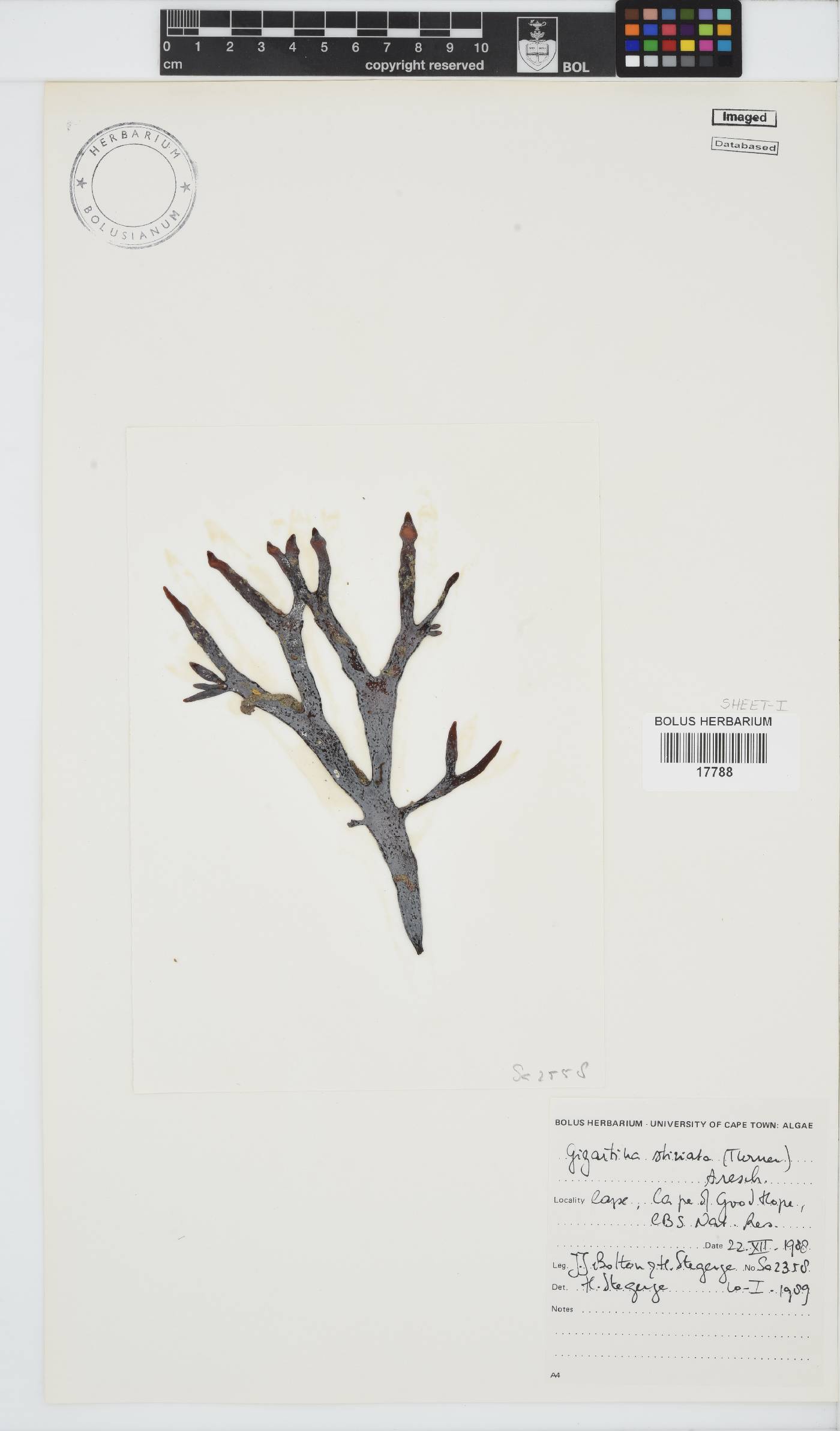 Sarcothalia image