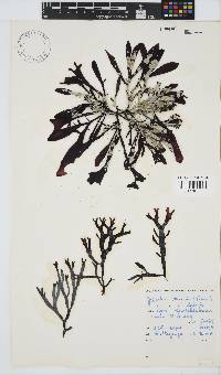 Sarcothalia stiriata image