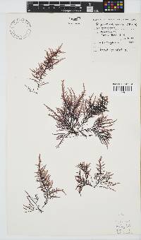 Image of Chondracanthus teedei